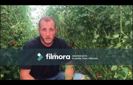 סרטון הדרכה חקלאית- הורדת 'שוצים' בעגבנייה